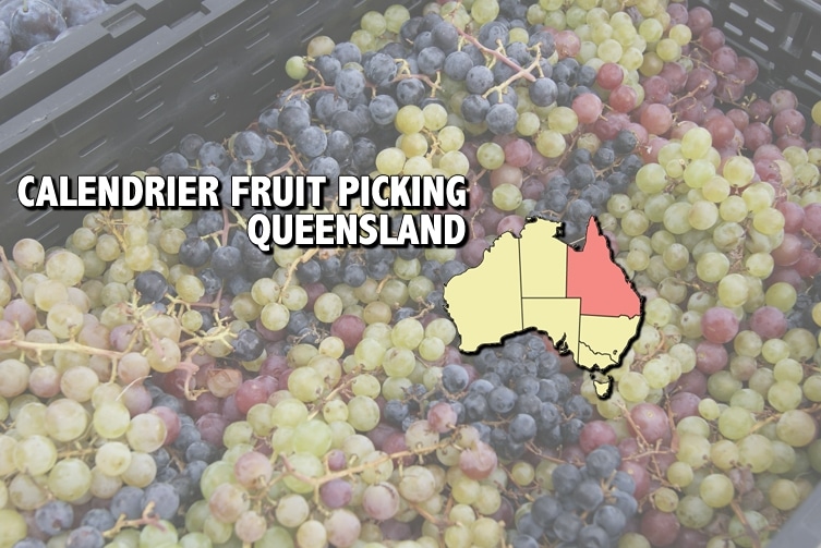Saisons de fruit picking dans le Queensland JDroadtrip.tv
