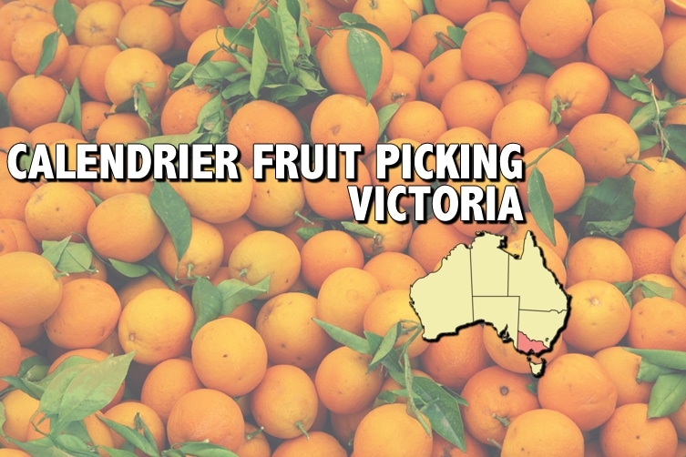 Saisons de fruits picking dans le Victoria