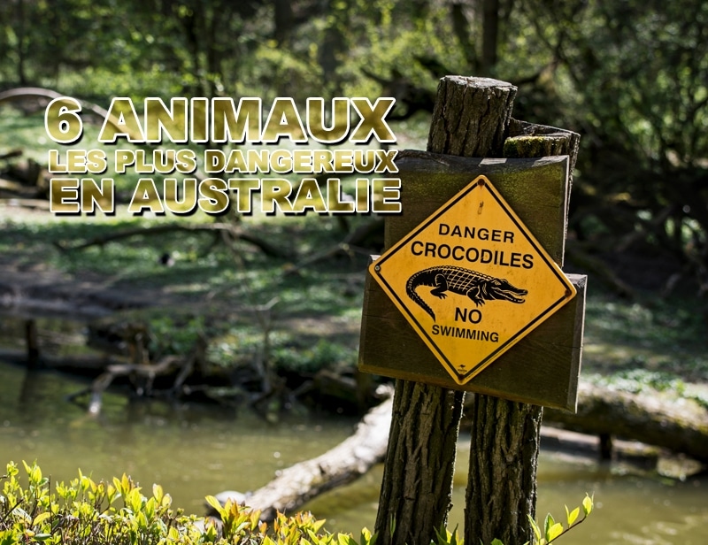 Les 6 animaux les plus dangereux en Australie