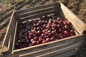 fruits picking en Australie