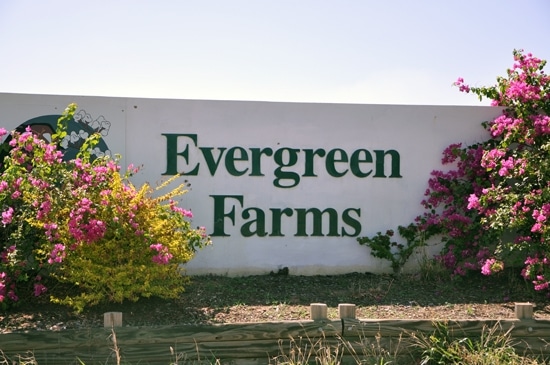 fruits picking en Australie Evergreen farms