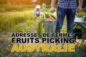 Lire la suite à propos de l’article Adresses de fermes pour le fruits picking en Australie