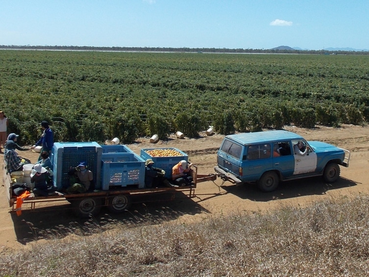 Expérience fruit picking en Australie d'Hugo