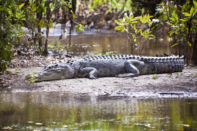 6 animaux les plus dangereux en Australie : Crocodile