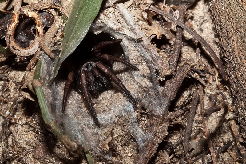 6 animaux les plus dangereux en Australie : Sydney funnel web