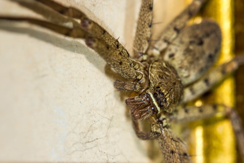6 animaux les plus dangereux en Australie : Huntsman
