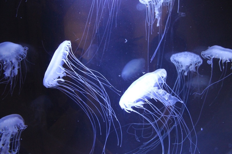 Méduses - 6 animaux les plus dangereux en Australie