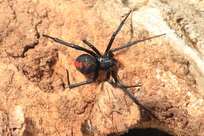 6 animaux les plus dangereux en Australie : Red Back
