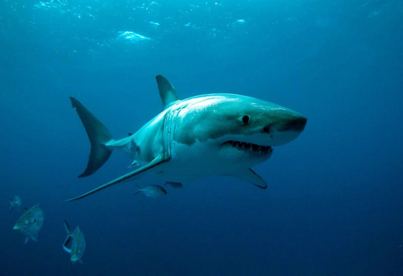 6 animaux les plus dangereux en Australie : requins