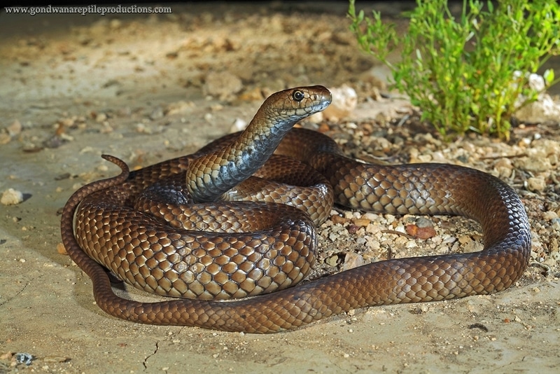 Serpents - 6 animaux les plus dangereux en Australie
