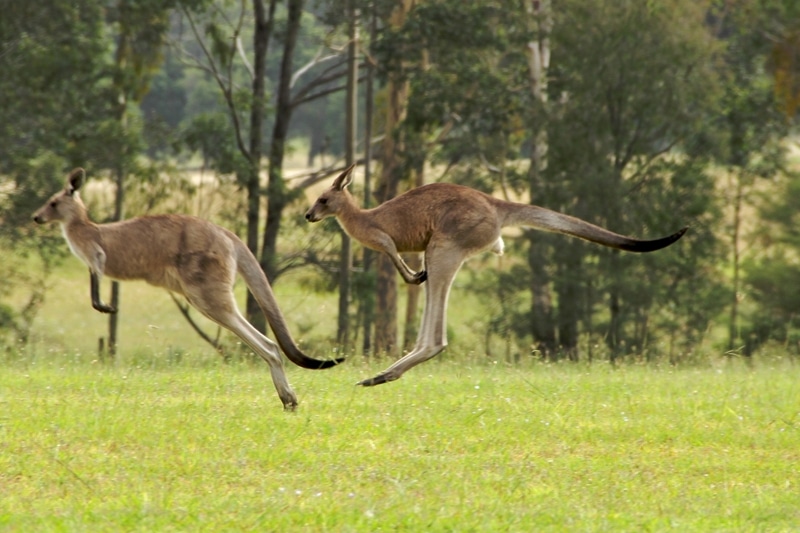 Panne d'essence en Australie