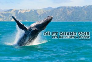 Lire la suite à propos de l’article Voir les baleines à bosse en Australie