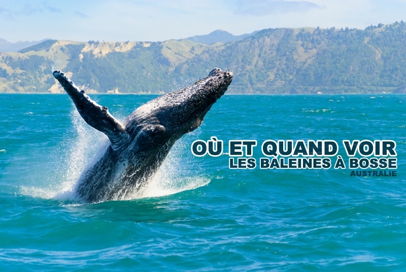 You are currently viewing Voir les baleines à bosse en Australie