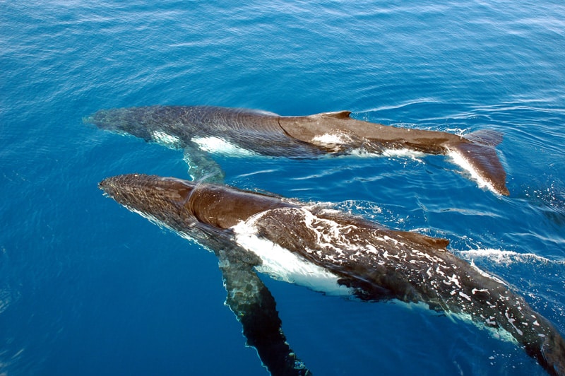 voir les baleines à bosse en Australie