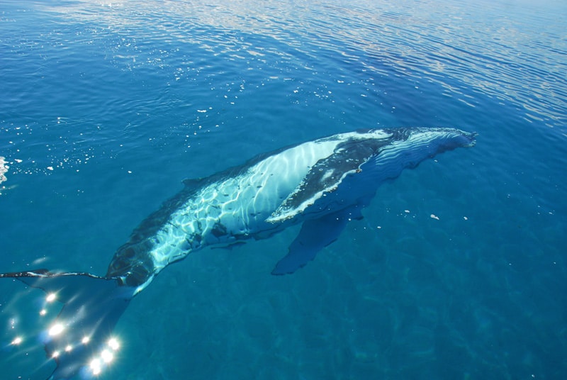 voir les baleines à bosse en Australie