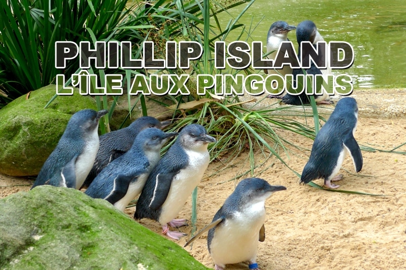 You are currently viewing Phillip Island, excursion sur l’île aux pingouins
