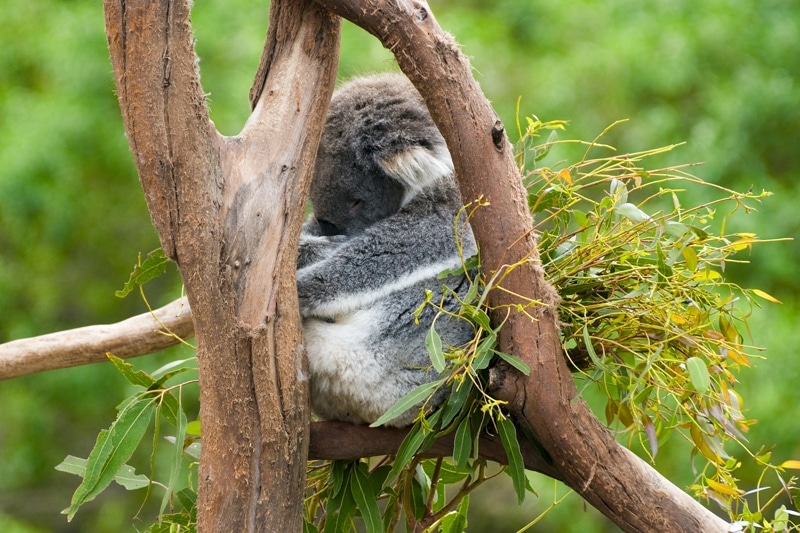 Phillip Island, excursion sur l'île aux pingouins