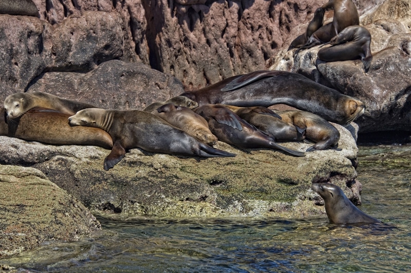 Phillip Island, excursion sur l'île aux pingouins