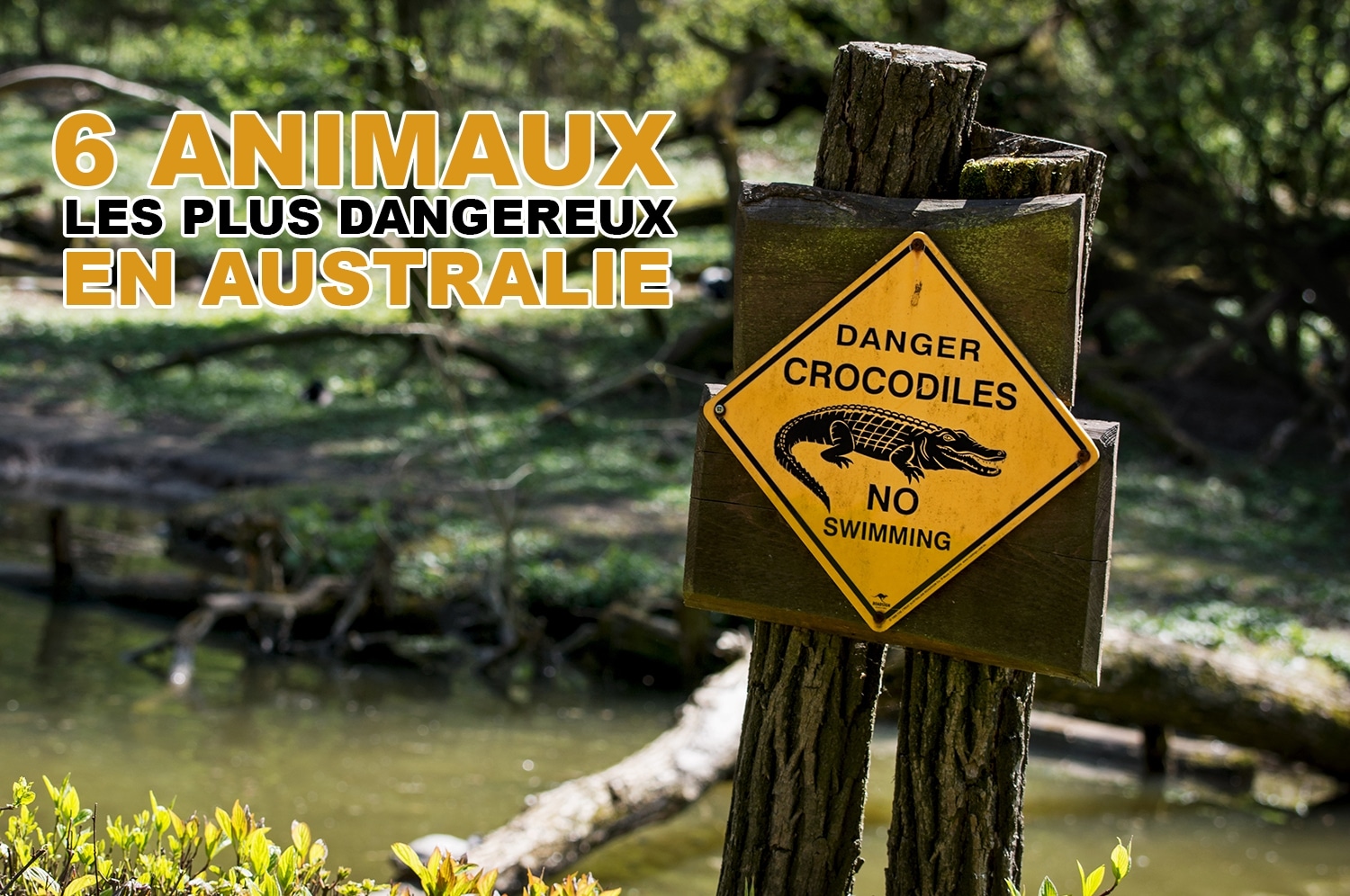 You are currently viewing Les 6 animaux les plus dangereux en Australie