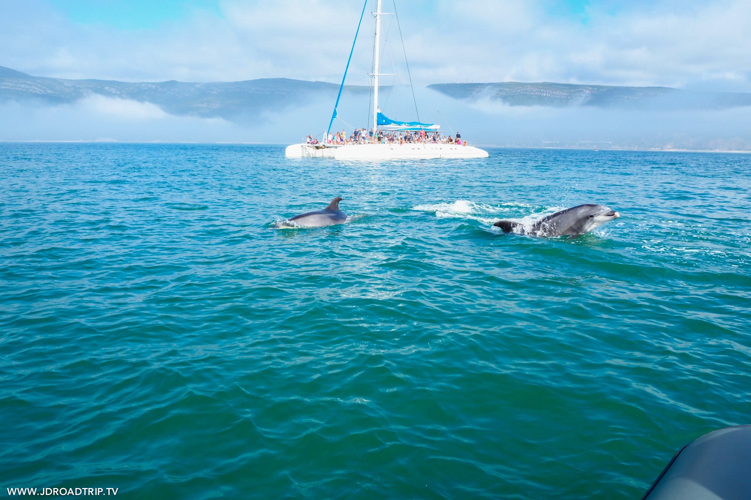 Excursion pour observer les dauphins à Sétubal