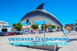 Lire la suite à propos de l’article Excursion pour observer les dauphins à Sétubal au Portugal