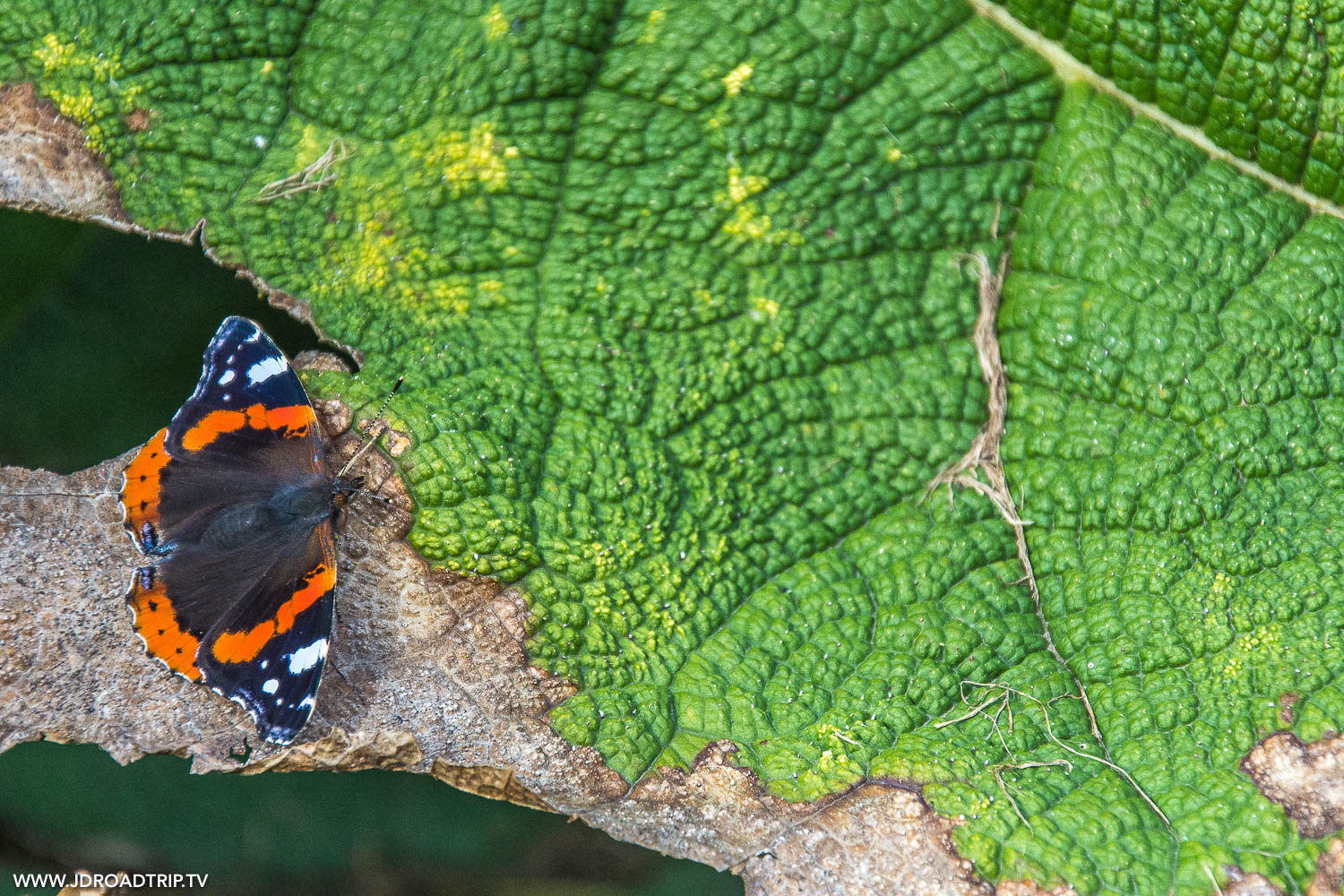 Cap Cotentin - Jardin botanique