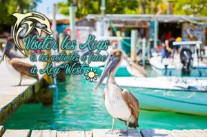 Lire la suite à propos de l’article Visiter les Keys et les activités à faire à Key West