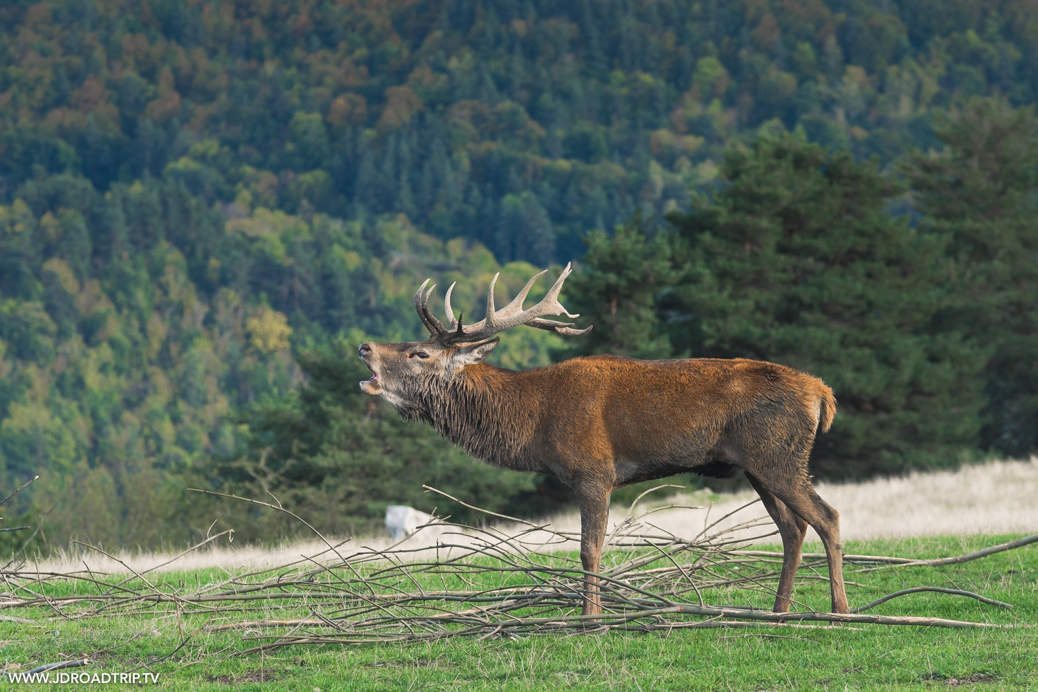 Brame du Cerf 7