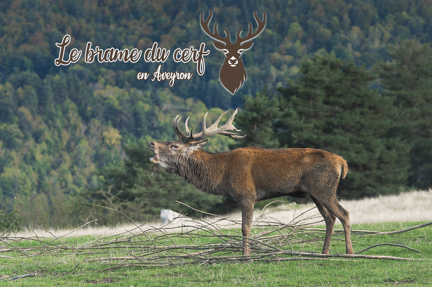 You are currently viewing Écouter et voir le brame du cerf en Aveyron