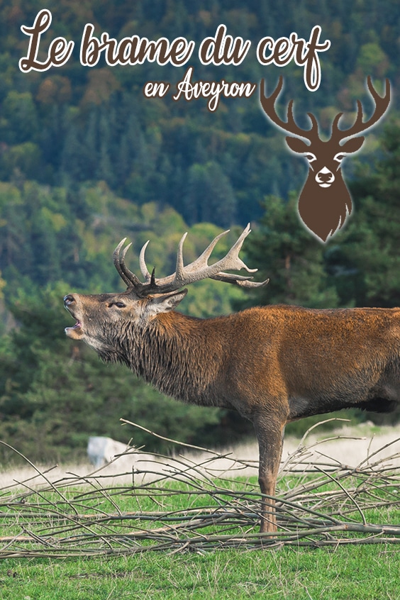 Brame du Cerf pin