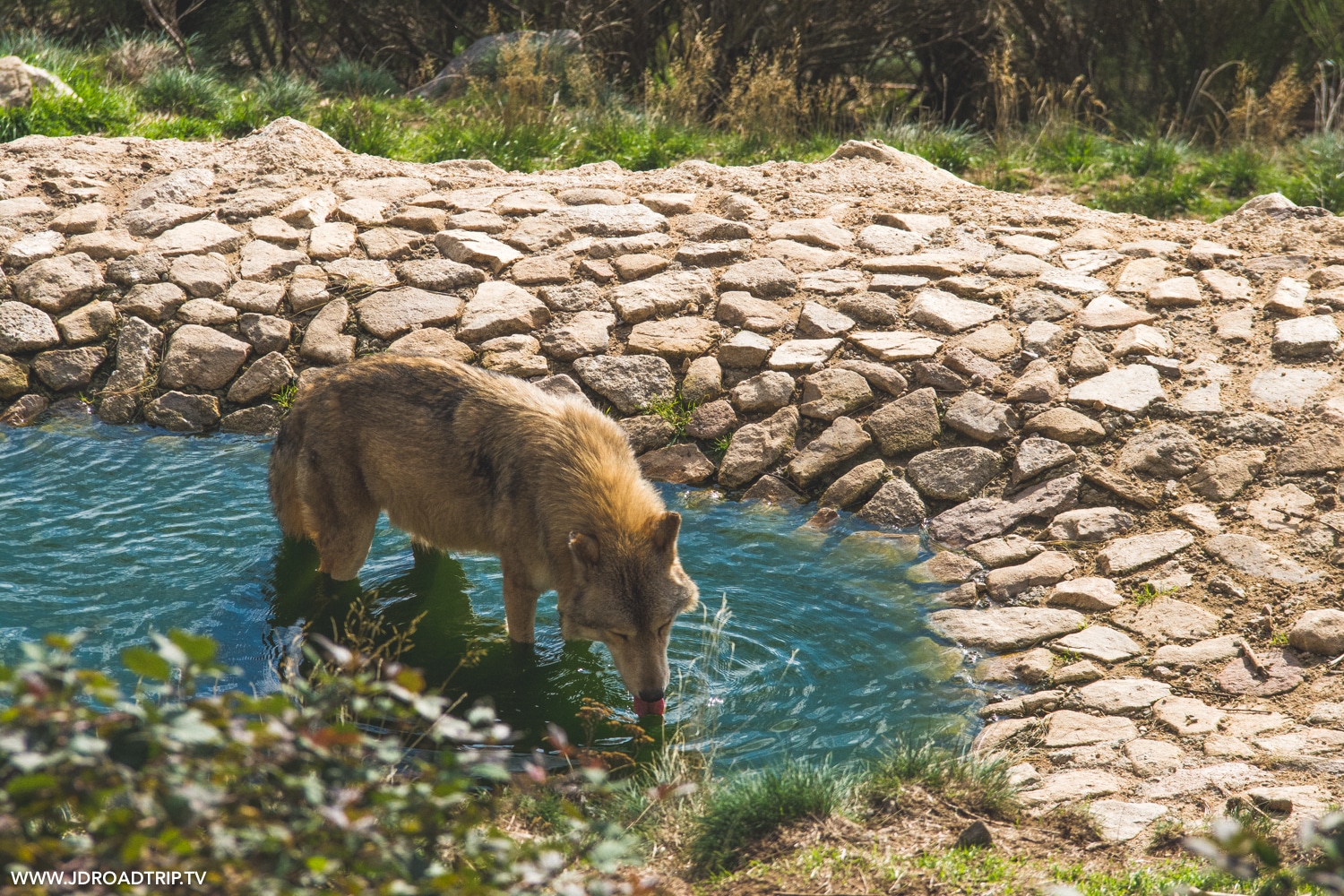 Dormir Et Visiter Le Parc Aux Loups Du G vaudan En Loz re