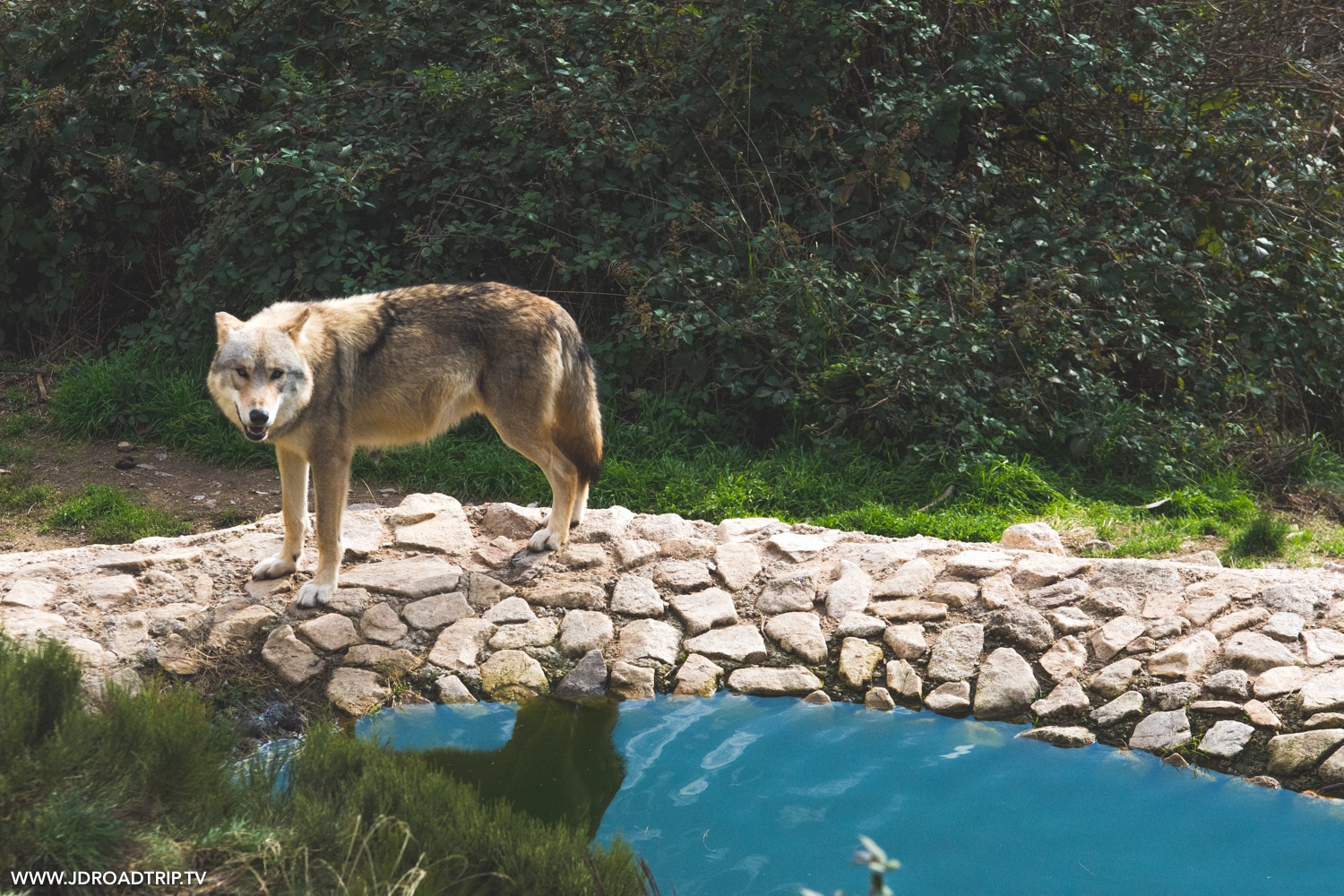 Dormir Et Visiter Le Parc Aux Loups Du G vaudan En Loz re