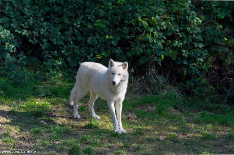 Dormir et visiter le parc aux loups du Gévaudan en Lozère