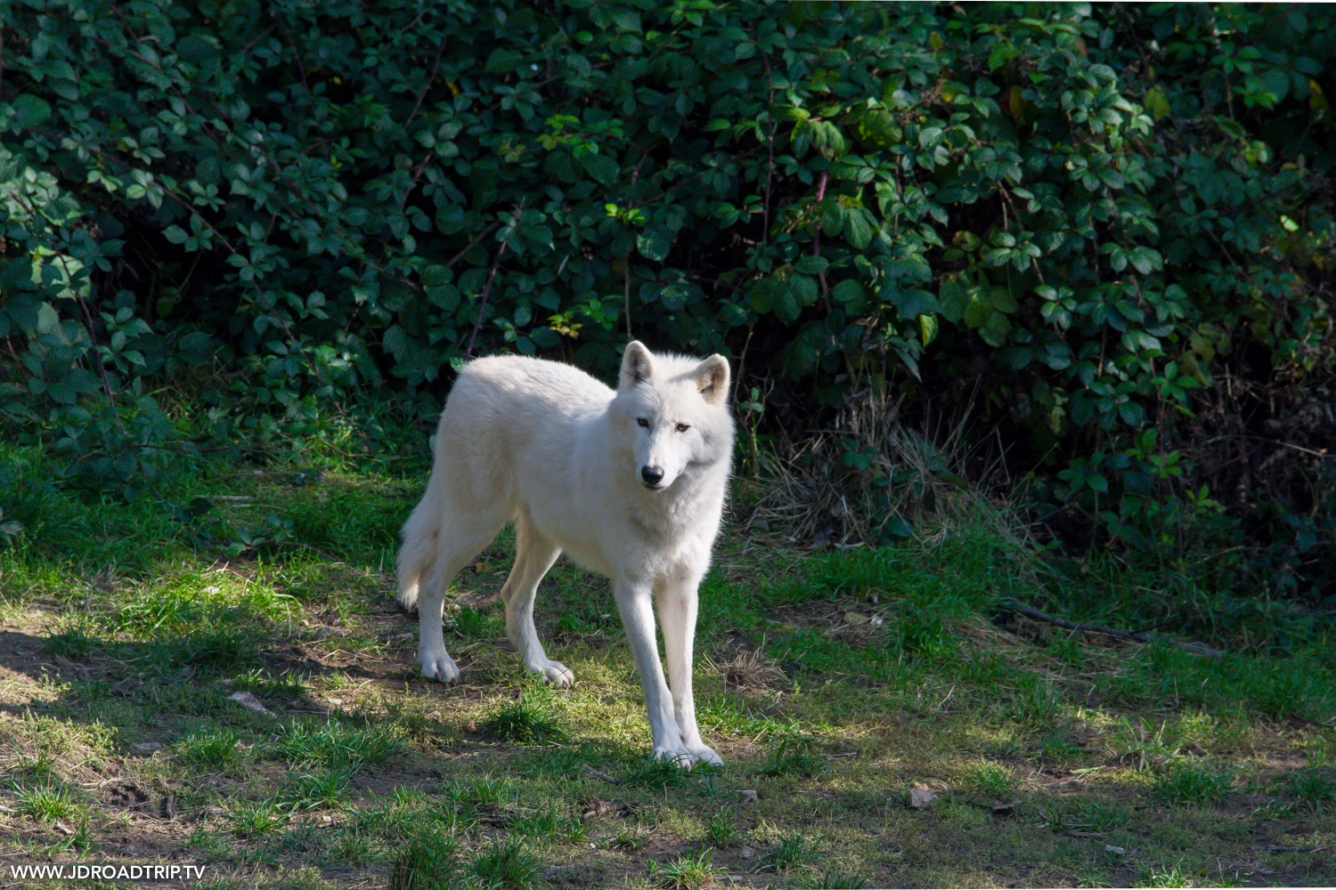 parc aux loups du Gévaudan