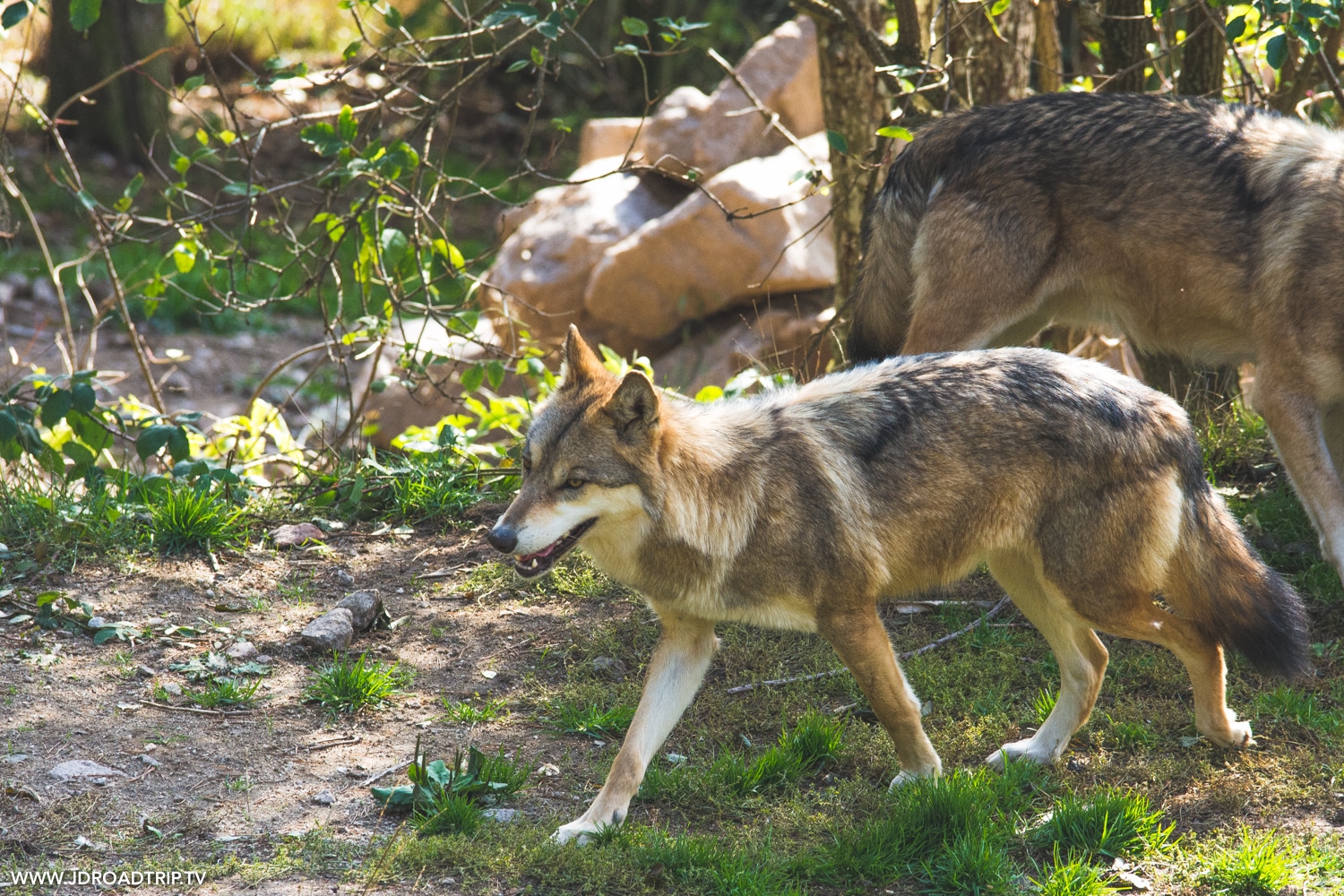 Dormir Et Visiter Le Parc Aux Loups Du G vaudan En Loz re
