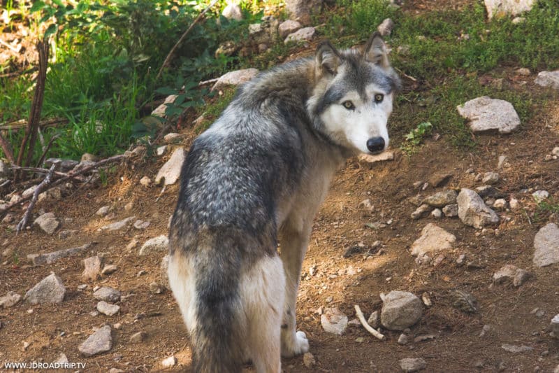 Dormir et visiter le parc aux loups du Gévaudan en Lozère - JDroadtrip.tv