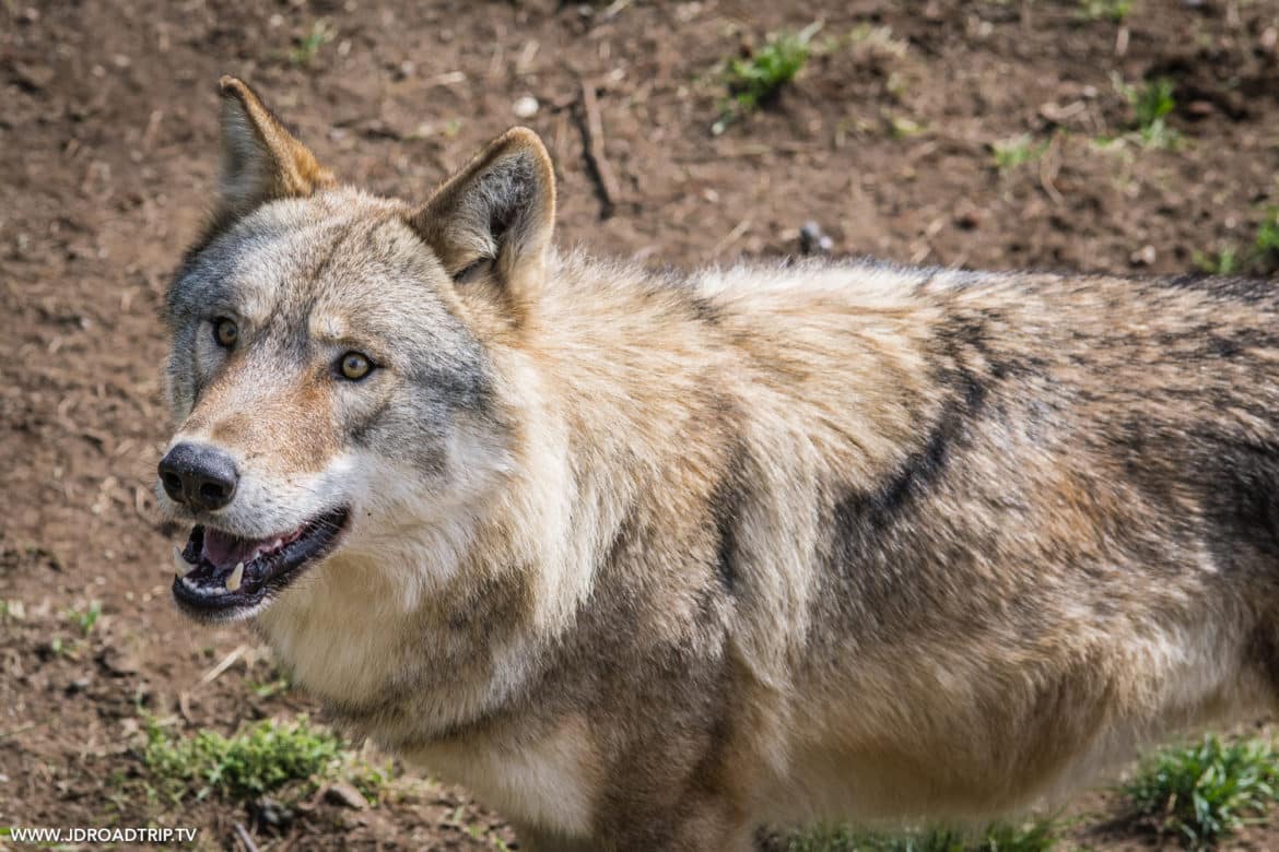 Dormir et visiter le parc aux loups du Gévaudan en Lozère