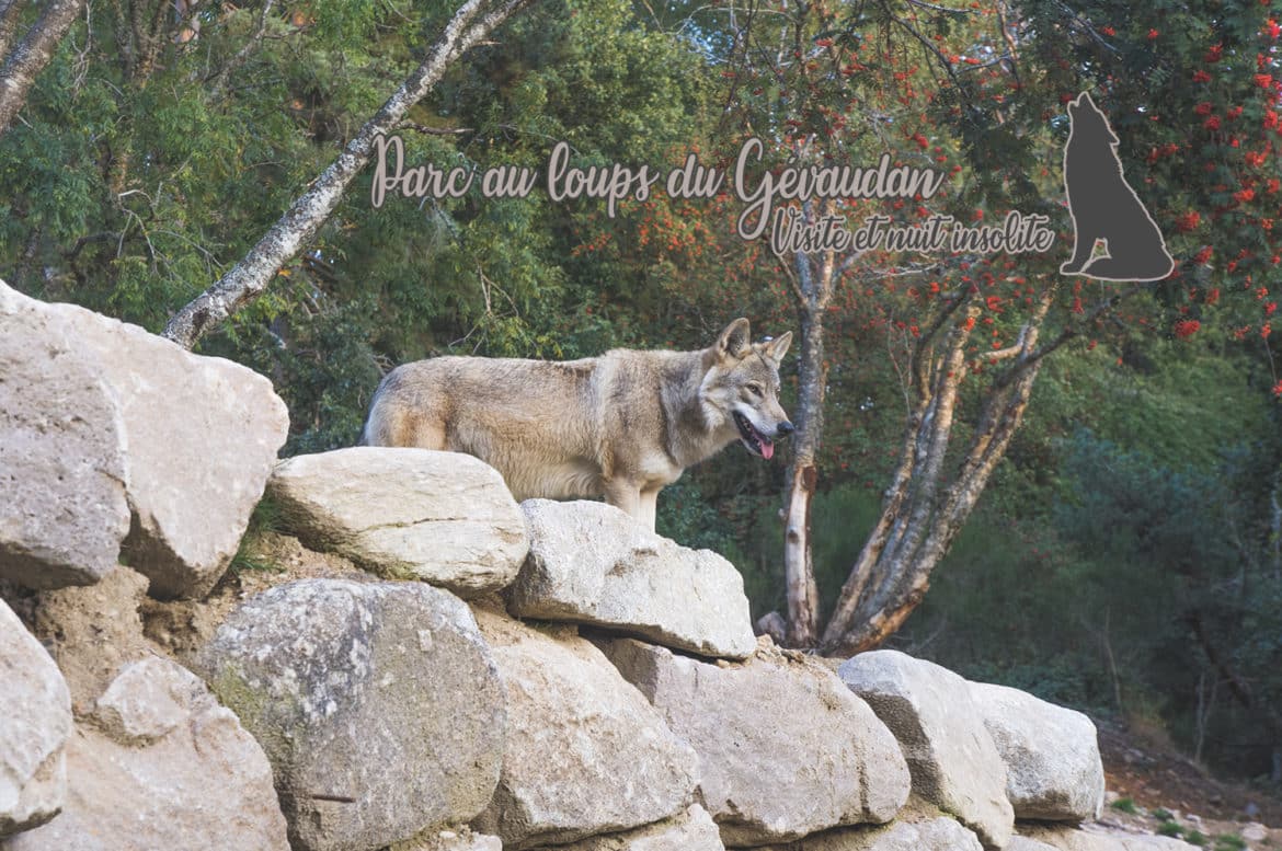 Dormir Et Visiter Le Parc Aux Loups Du G vaudan En Loz re