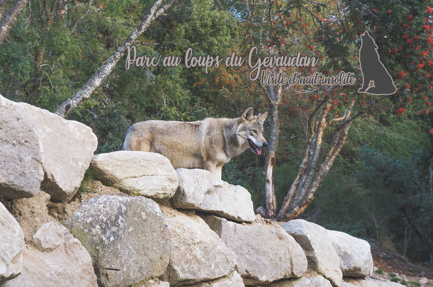 You are currently viewing Dormir et visiter le parc aux loups du Gévaudan