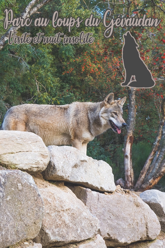 Lozere Loups du Gevaudan pin
