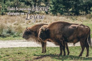 Lire la suite à propos de l’article Visiter la réserve des bisons d’Europe en Lozère