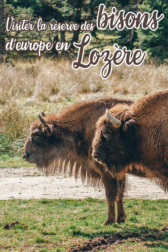 bisons d'Europe en Lozère