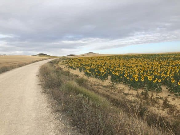Camino frances - Mesetta
