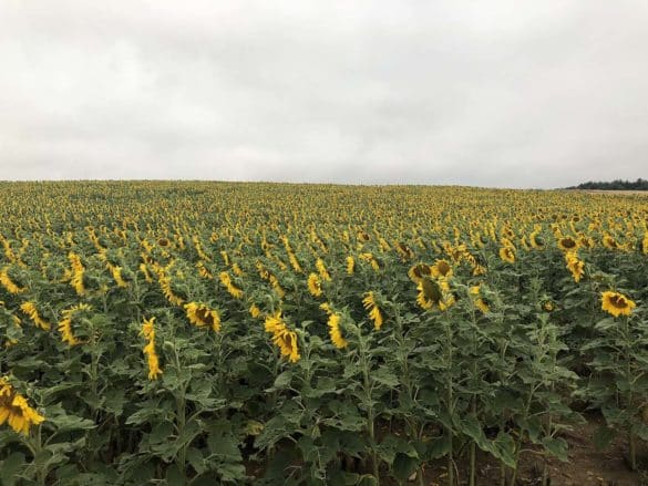Champ de tournesols