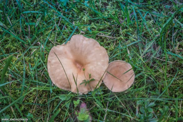 Station des Rousses - Champignons